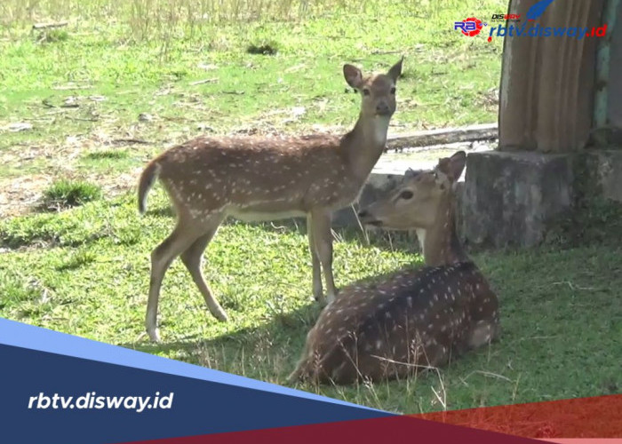 Penangkaran Rusa di Kepahiang Tak Terurus, Dewan Pertanyakan Anggaran Pemeliharaan 