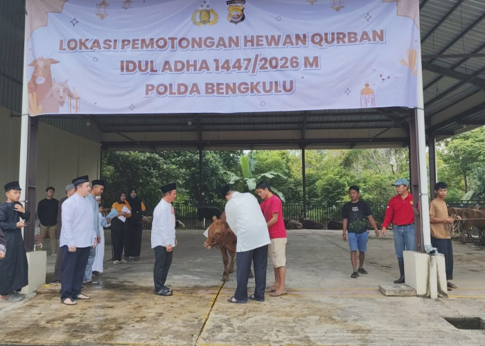 Polda Bengkulu Berkurban 18 Ekor Sapi dan 6 Kambing untuk Masyarakat yang Berhak