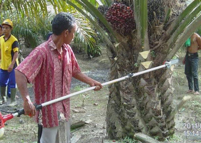 Petani Sawit Moderen Boleh Simak, Ini Jenis-jenis Mesin Panen Sawit yang Bisa Digunakan di Perkebunan Kelapa S