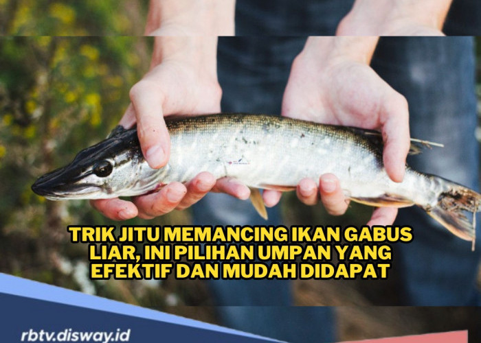 Trik Jitu Mancing Ikan Gabus Liar, Ini Pilihan Umpan yang Efektif dan Mudah 