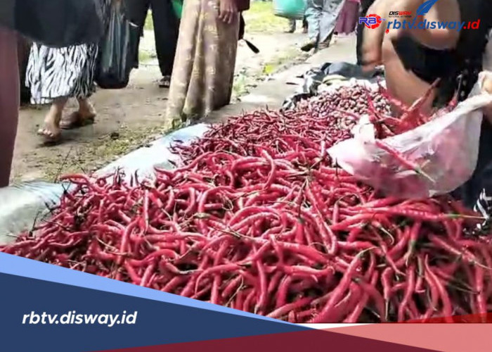 Stok Melimpah, Harga Cabe Merah di Kaur Turun 50 Persen