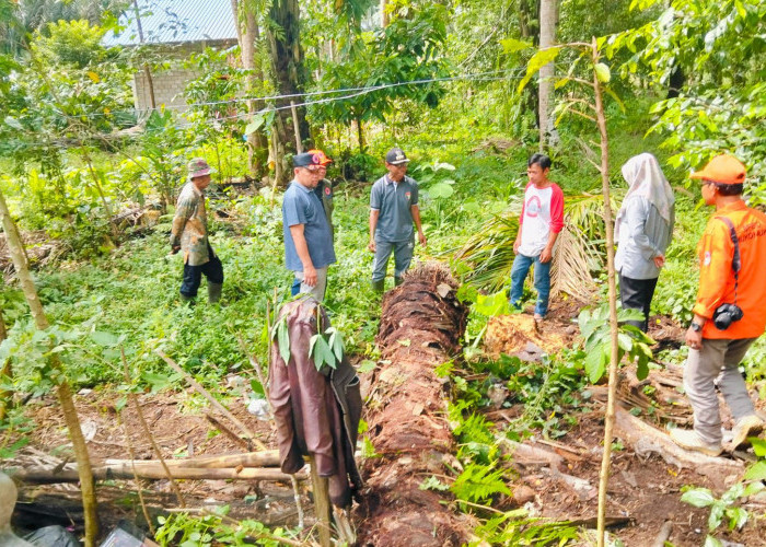 Angin Puting Beliung di Mukomuko, Pohon Tumbang Timpa Rumah Warga Desa Sinar Jaya