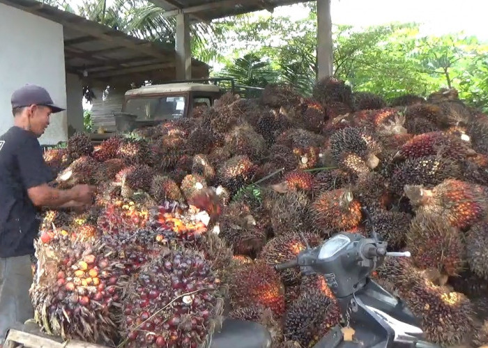 Harga TBS Sawit Bengkulu Tengah Turun Lagi, Pengepul Jual ke Pabrik Luar Benteng