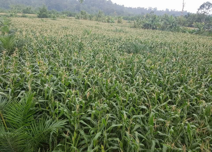 Bengkulu Selatan Darurat Pestisida, 4000 Hektar Lahan Pertanian Terancam