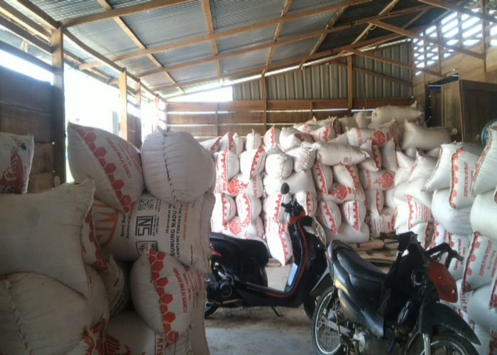 1.378 Ton Pupuk Subsidi Telah Disalurkan ke Masyarakat Lebong, Penyaluran Terbanyak di Kecamatan Ini 