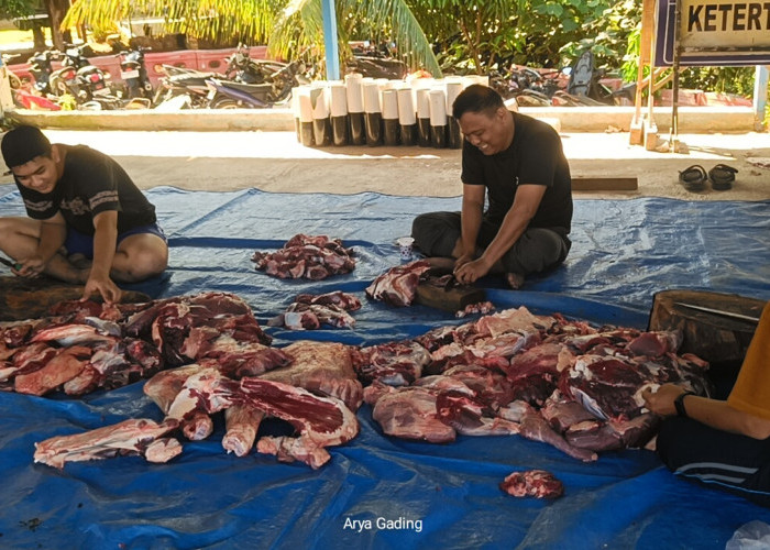 Alhamdulillah, Polres Seluma Kurban 5 Ekor Sapi dan 3 Ekor Kambing