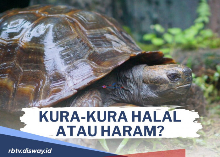 Hukum Mengkonsumsi Kura-kura Halal atau Haram? Begini Penjelasannya