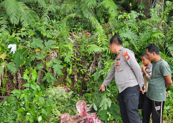Kapolsek Taba Penanjung Langsung Cek Tkp, Ada Temuan Potongan Tubuh Ini di Jalan Perkebunan
