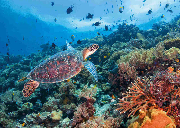 Unveiling Indonesia's Underwater Paradise, 5 Unforgettable Dive Destinations