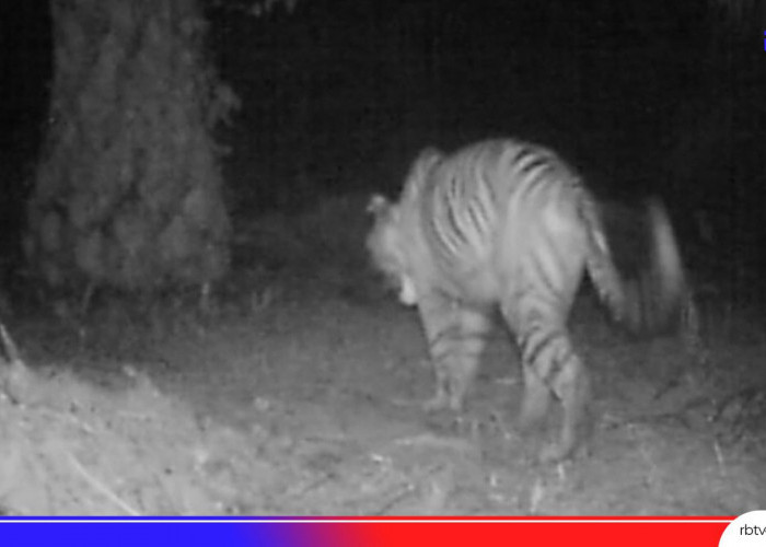 Harimau Berkeliaran Terekam Kamera dan Sudah Memangsa Ternak, Warga Mukomuko Wajib Hati-hati