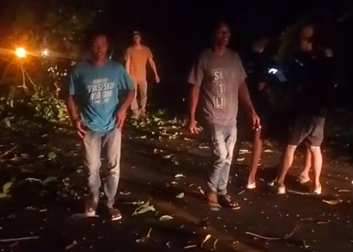 Pohon Tumbang di Seluma, Putuskan Jaringan Listrik dan Tutup Akses Jalan