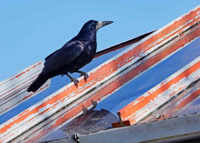 Bikin Ngeri, Ini Mitos Burung Gagak di Atap Rumah