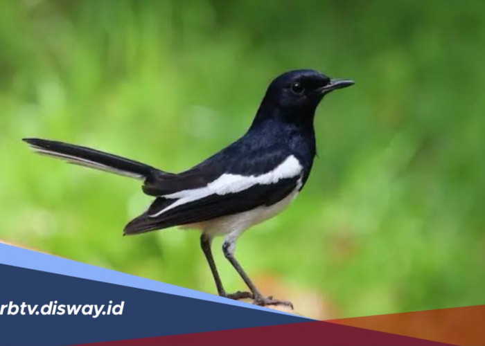Cara Membuat Suara Burung Kacer Lebih Keras dan Panjang
