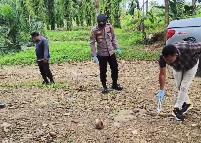 Spesialis Curnak Bersenpi Beraksi di Bengkulu Utara, Pemilik Sapi Simental Terluka