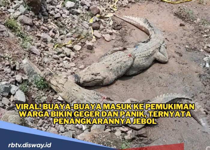 Viral! Buaya-buaya Masuk ke Pemukiman Warga Bikin Geger dan Panik, Ternyata Penangkarannya Jebol