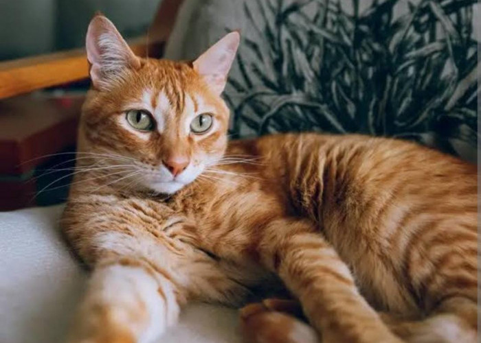 75 Nama Kucing Ini Membawa Rezeki dan Keberuntungan, Ada Nama Kucing Kamu?