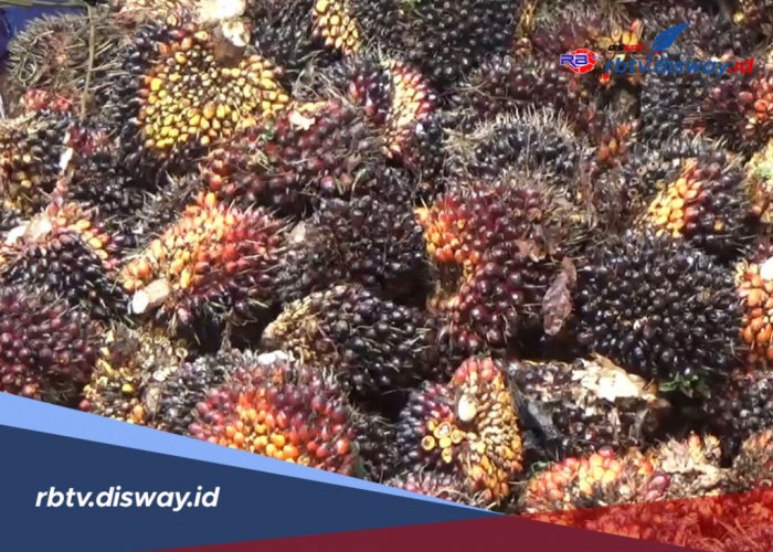 Harga TBS Sawit Ditetapkan Rp 3.100, Harga di PKS Masih Dibawah Rp 3.000/kg