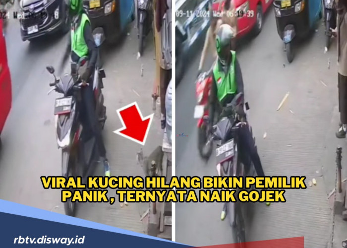 Viral Kucing Hilang, Pemilik Panik, saat di Cek CCTV Ternyata si Kucing Pergi Naik Ojol