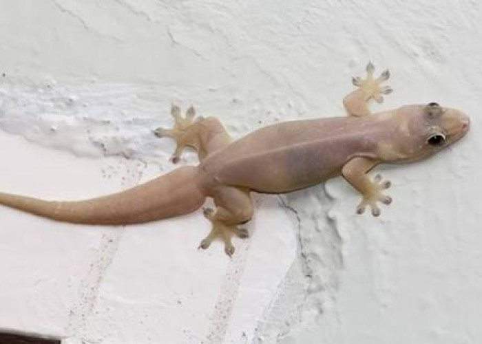 Mitos Menginjak Cicak, Membawa Pertanda Baik atau Malah Pertanda Buruk?