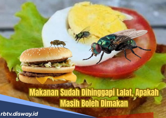 Makanan yang Dihinggapi Apakah Masih Boleh Dimakan? Simak kata Ilmuwan