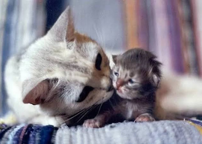 Sudah Tahu Belum? Ini 9 Alasan Induk Kucing Memakan Anaknya Sendiri Ketika Lahir, Ternyata...