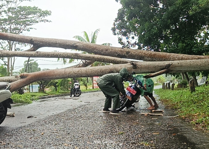 Waspada Cuaca Ekstrem, Pohon Sengon Depan Kantor Bupati Kabupaten Seluma Tumbang 