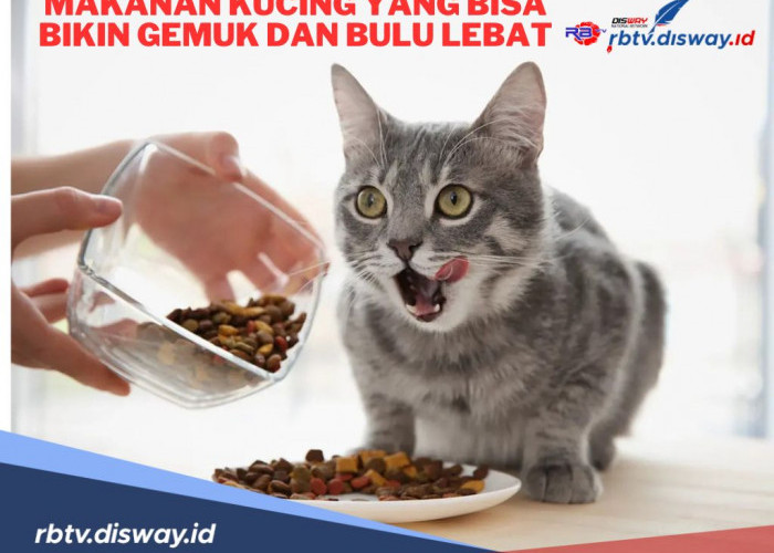 5 Rekomendasi Merek Makanan Kucing yang Bisa Bikin Gemuk dan Berbulu Lebat