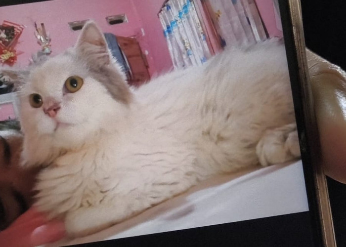Pelajar SMP Dianiaya Tetangga saat Cari Kucing, Orangtua Lapor Polisi