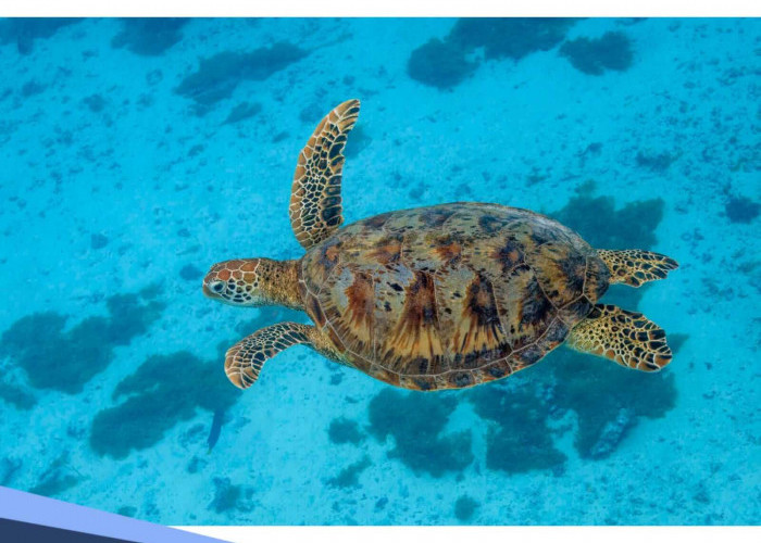 Katanya Daging Penyu Bisa Jadi Obat Kuat, Mitos atau Fakta? 