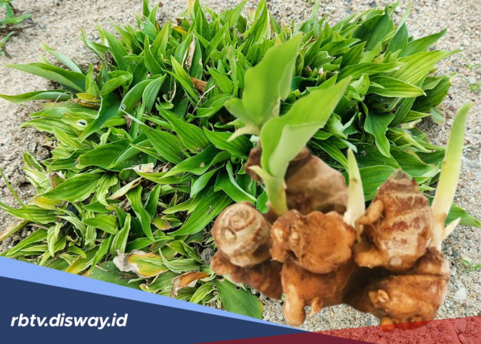 Kandungan, Manfaat dan Cara Mengolah Kencur untuk Kesehatan Tubuh