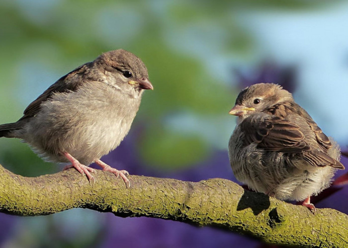 Pernah Mengalami Burung Pipit Masuk Rumah? Jangan Diabaikan saja, Ternyata Ada Maknanya 