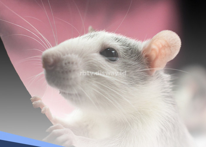 Ternyata Tikus Jantan Takut Dengan Buah Ini, Harganya Murah, Solusi Usir Tikus dari Rumah