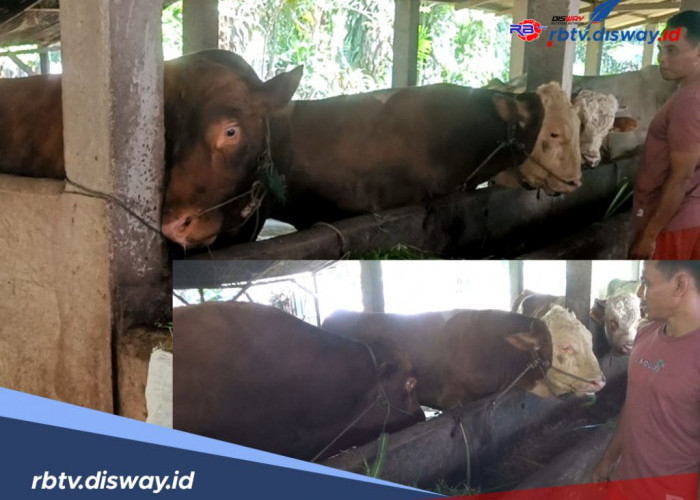 Bobotnya Hampir 900 Kg, Sapi Warga Desa Bukit Peninjauan 1 Seluma Diusulkan Jadi Hewan Kurban Presiden 