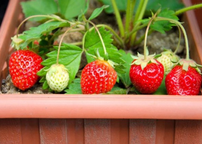 5 Cara Merawat Tanaman Buah dalam Pot agar Cepat Berbuah Lebat