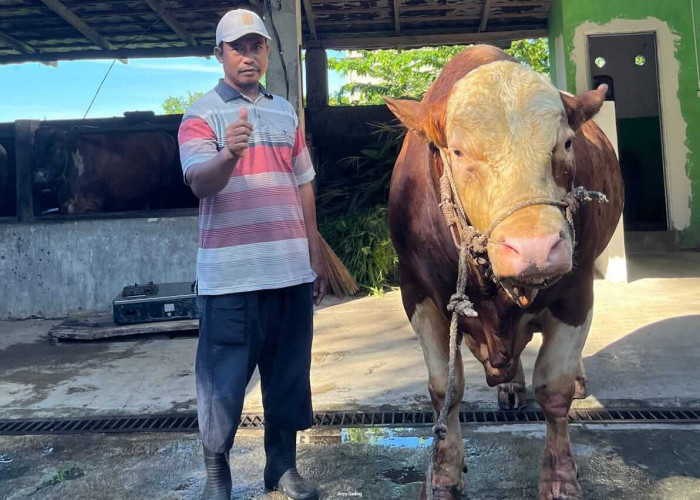 Hasil Lab Kondisi Sapi Banmas Presiden RI untuk Kabupaten Seluma