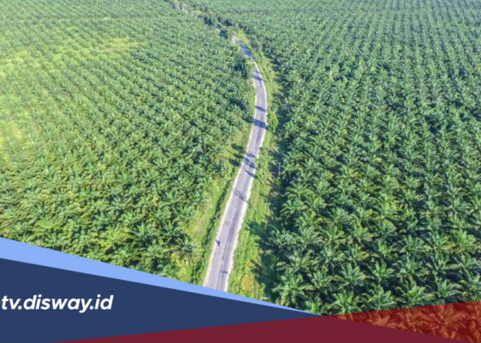 Daftar Daerah Penghasil Kelapa Sawit Terbesar di Indonesia, Daerahmu Termasuk?