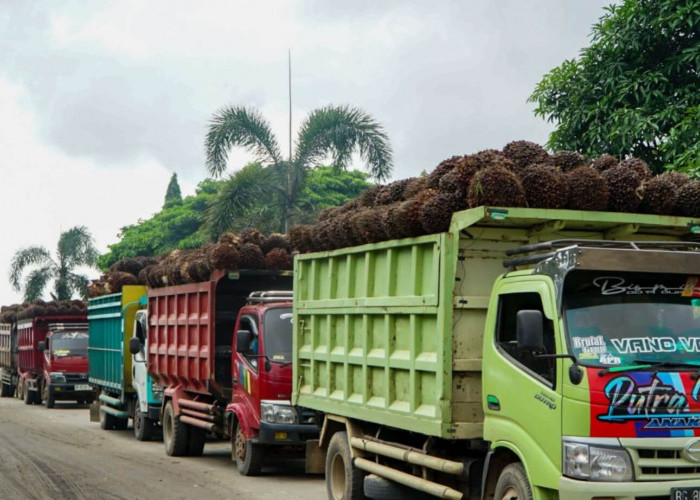 Harga TBS Kelapa Sawit di Bengkulu Utara Hari Ini 12 Juli 2025