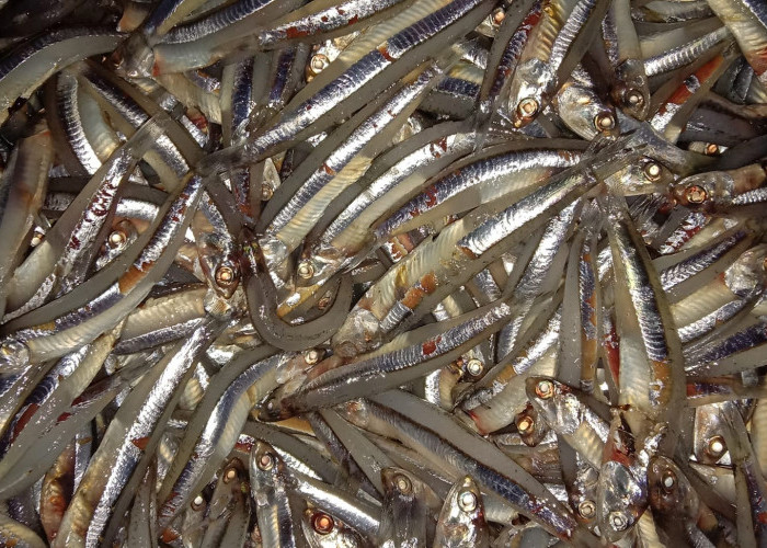 Heboh, Ribuan Ikan Teri Naik ke Pinggir Pantai Ilir Talo, Warga Tinggal Siapkan Karung