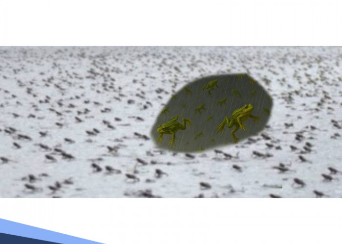 Langit Menyulam Keajaiban, Fenomena Hujan Katak di Serbia yang Bikin Gempar