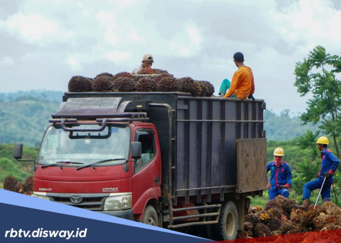 Penetapan Harga Tbs Kelapa Sawit, Harga Tidak Selaras, Wagub akan Panggil Seluruh Kepala PMKS  