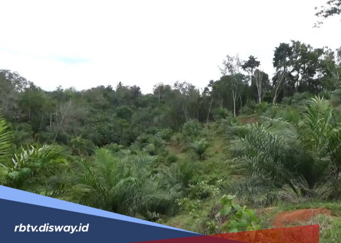 7.000 Hektare Lahan Sawit di Bengkulu Utara Bermitra dengan PPKS, Harga Diprioritaskan