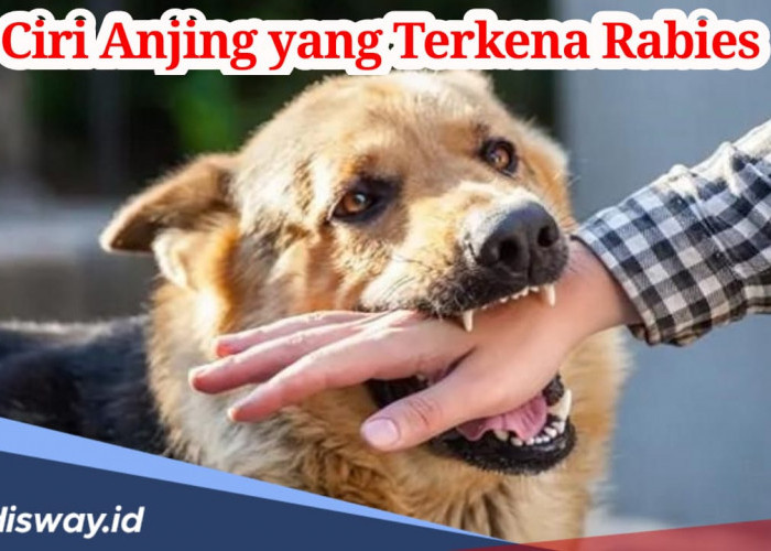 Jangan Lengah, Kenali 8 Ciri Anjing yang Terkena Rabies agar Terhindar