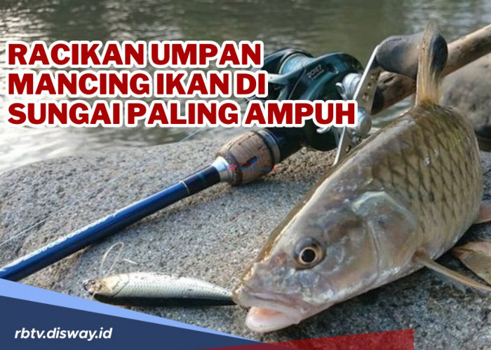 Mau Mancing? Ini Rekomendasi Racikan Umpan Mancing Ikan di Sungai Paling Ampuh, Pasti Gacor!