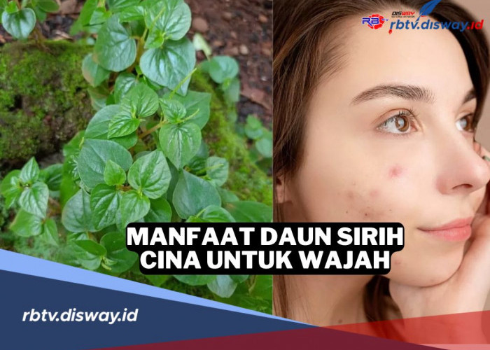 Rahasia Kecantikan Alami, Ini Manfaat Tersembunyi Daun Sirih Cina untuk Wajah 