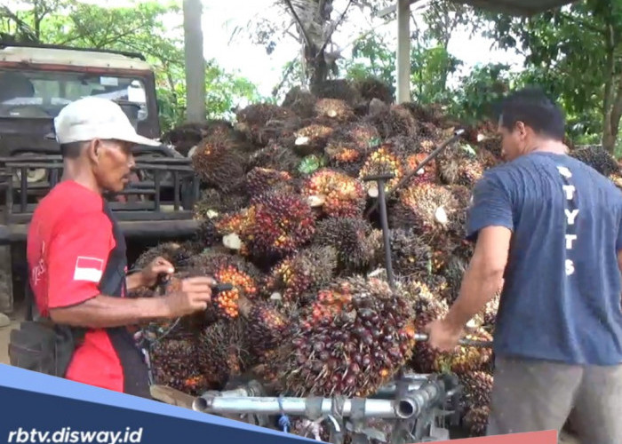 Napas Petani Sawit di Bengkulu Tengah Ngos-ngosan, Harga Masih di Bawah Rp 3 Ribu