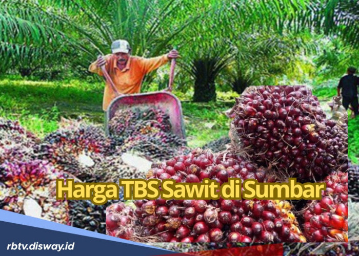 Masih Duduki Urutan Pertama, Segini Perkiraan Harga TBS Sawit di Sumbar Periode April 2025