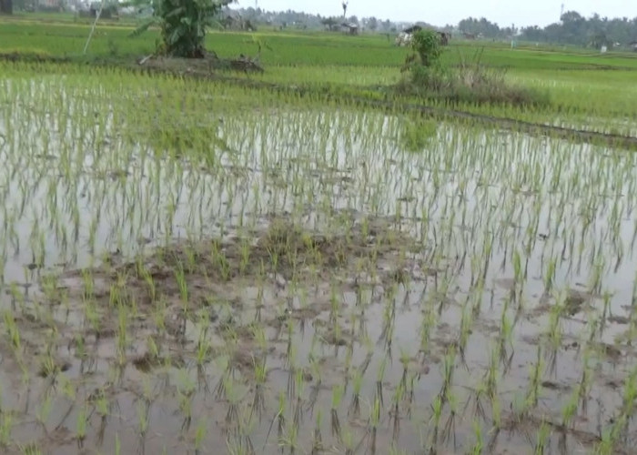 Serapan Pupuk NPK Cukup Tinggi, Alokasi Pupuk Subsidi Bengkulu Ditambah Jadi Segini