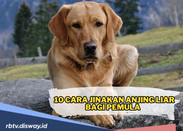 Ingin Pelihara Anjing Liar? Simak Dulu Ini 10 Cara Jinakan Anjing Liar Bagi Pemula  