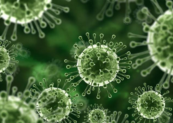 Apa Itu Virus Nipah? Berikut Kenali Gejala dan Cara Pencegahanya