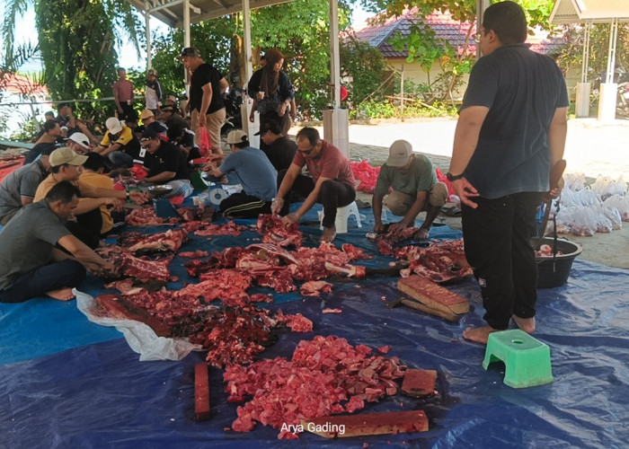 Sumbangan Berbuat Amal, Kemenag Seluma Kurban 5 Ekor Sapi dan 1 Kambing
